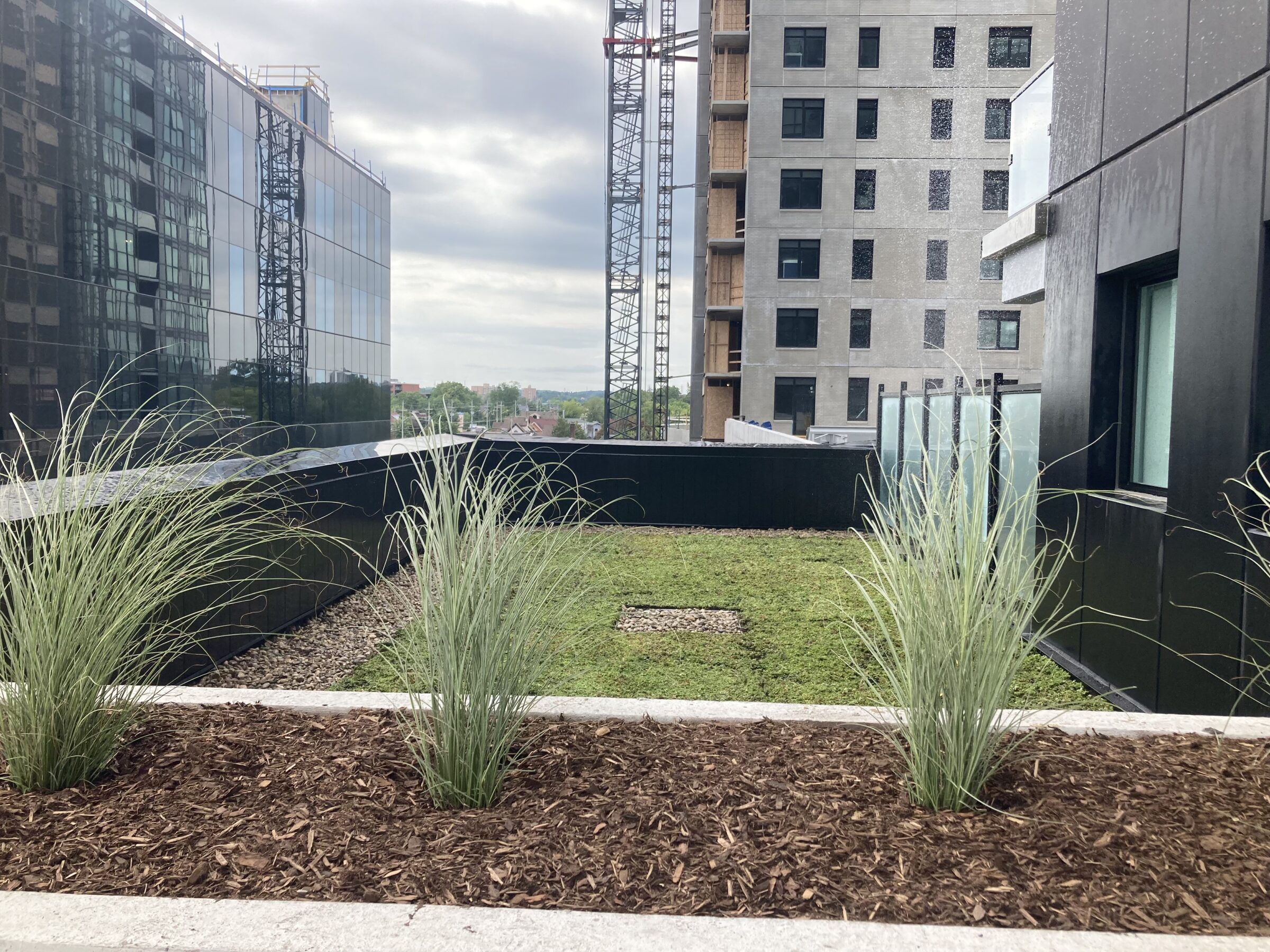 Rooftop garden with grass and plants on a modern building. Adjacent tall buildings with glass and concrete façades under a cloudy sky.