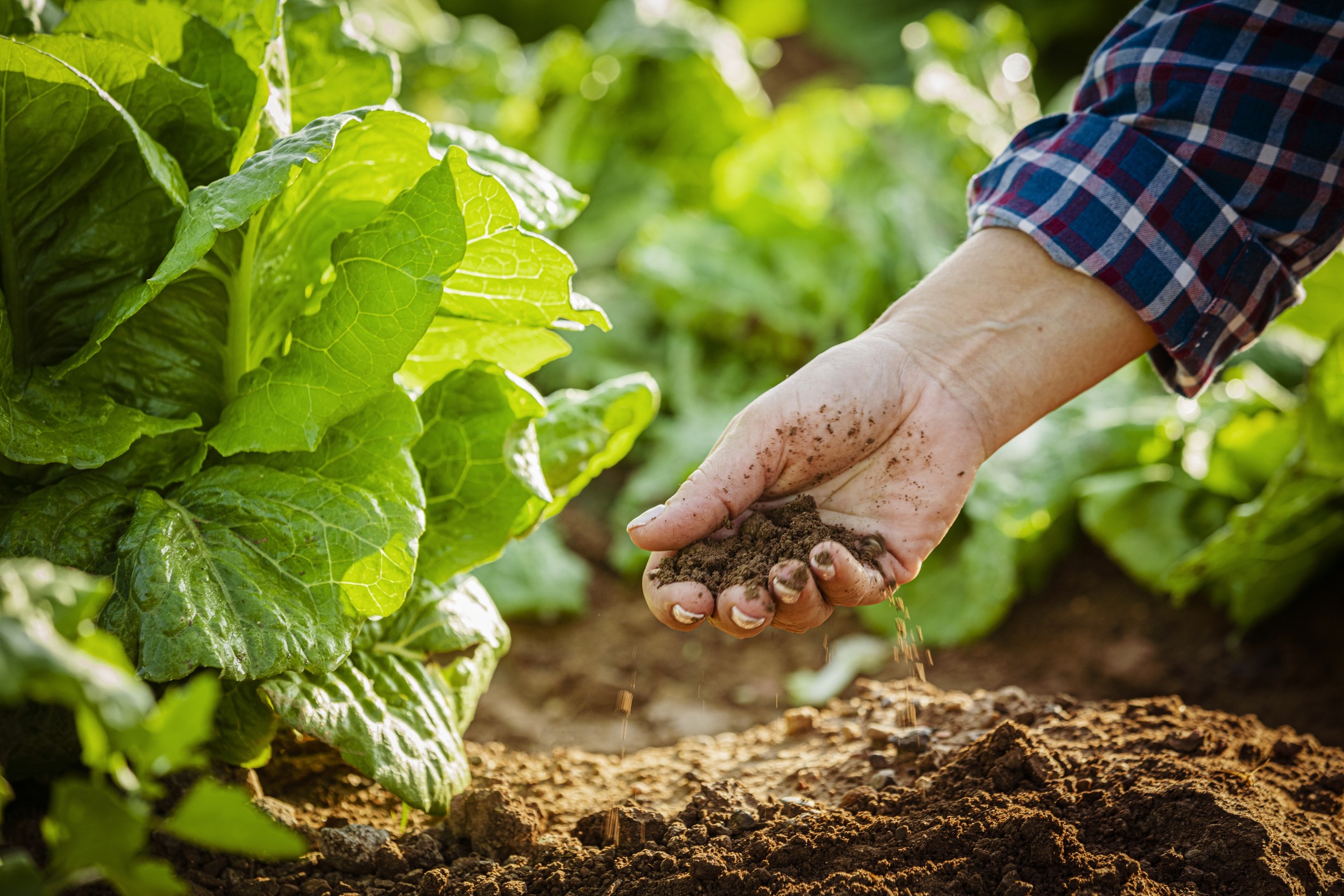 Close up of a farmer's hand examinng dirt in a romaine lettuce field