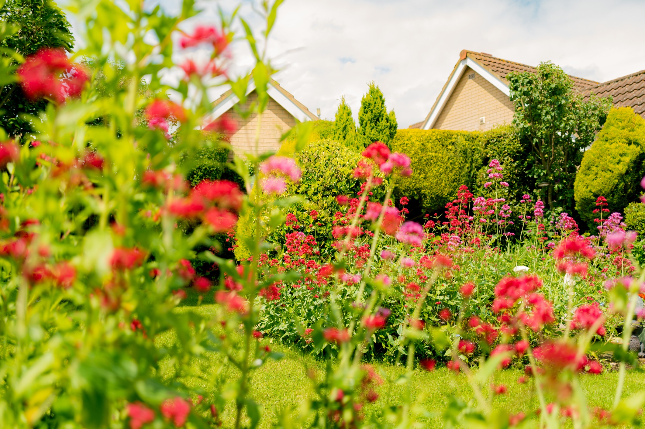 Shallow focus of a lush, summer garden showing ornamental red herbs growing. The garden wining the best kept garden in an English Village